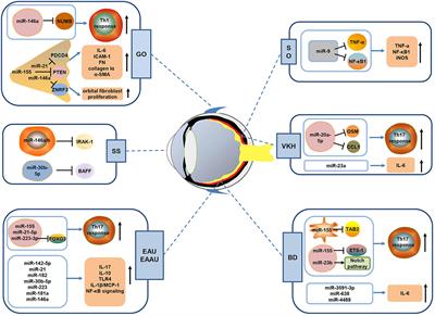 MicroRNAs and Autoimmune-Mediated Eye Diseases